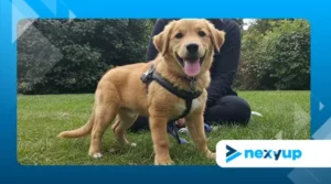 Pet Sitting & Dog Walking: How to Turn Your Love for Animals into $500+/Month